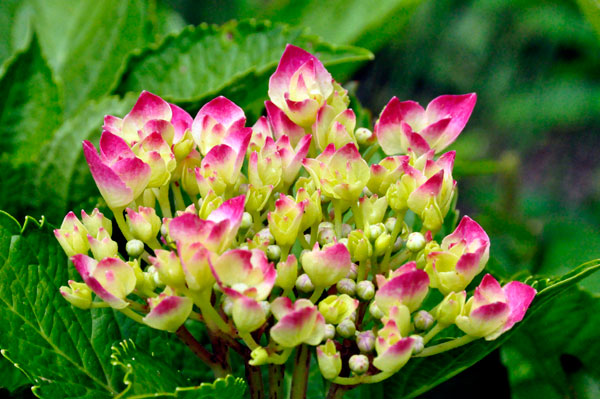 Hydrangea  flower